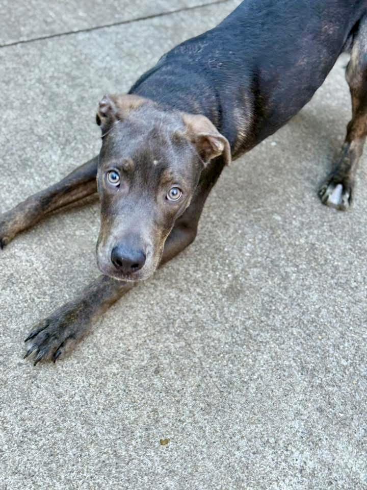 Nutty Buddy, ADOPTABLE, Adult Male Pit Bull Terrier.