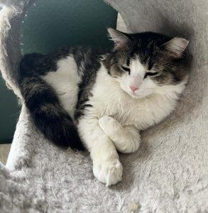 Enlarge Roamin, a ADOPTABLE Domestic Medium Hair in Anchorage, AK image 1/1