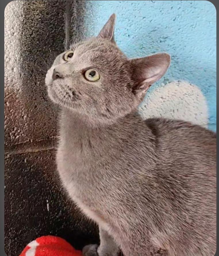 Barnaby, Adoptable, Kitten Male Russian Blue.