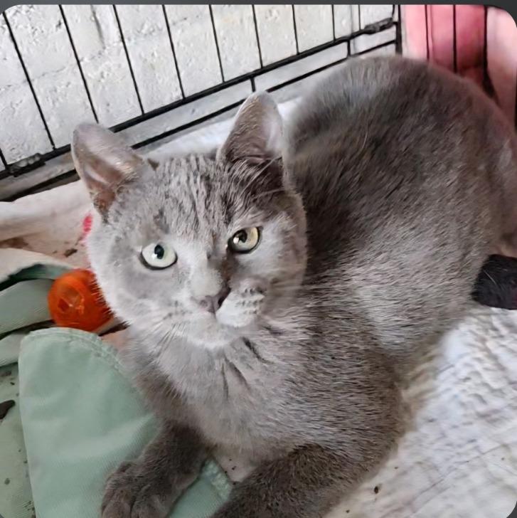 Enlarge Barnaby, a Adoptable Russian Blue in San Pedro, CA image 2/2