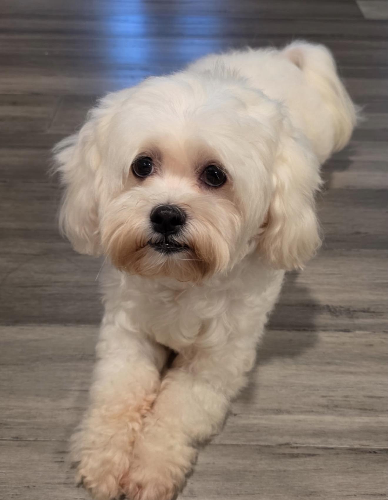 Winter, Adoptable, Adult Female Shih Tzu.