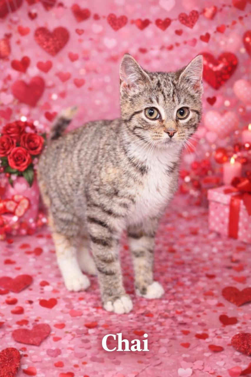 Chai, ADOPTABLE, Kitten Female Domestic Short Hair.
