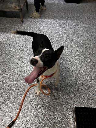 Enlarge Zorro, a ADOPTABLE mixed breed in Potsdam, NY image 1/1