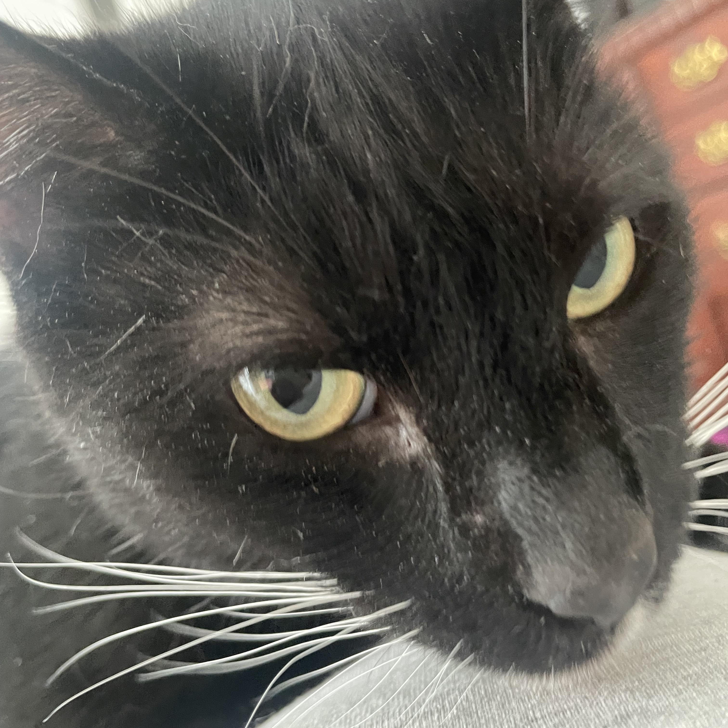 Enlarge Misses Wiggles, an adoptable Domestic Short Hair in Galloway, NJ image 1/3