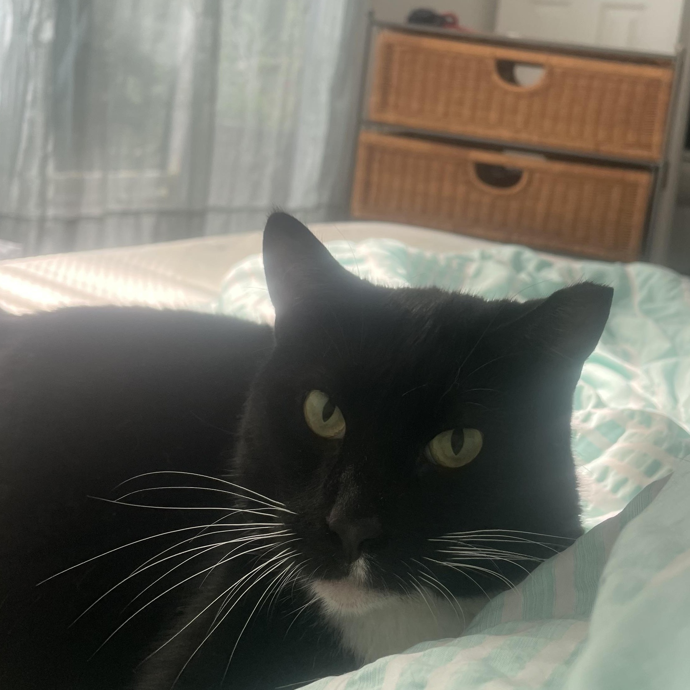 Enlarge Misses Wiggles, an adoptable Domestic Short Hair in Galloway, NJ image 2/3