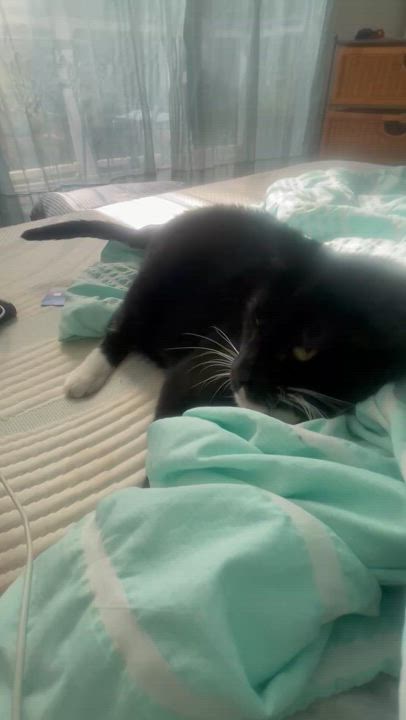 Enlarge Misses Wiggles, an adoptable Domestic Short Hair in Galloway, NJ video 3/3