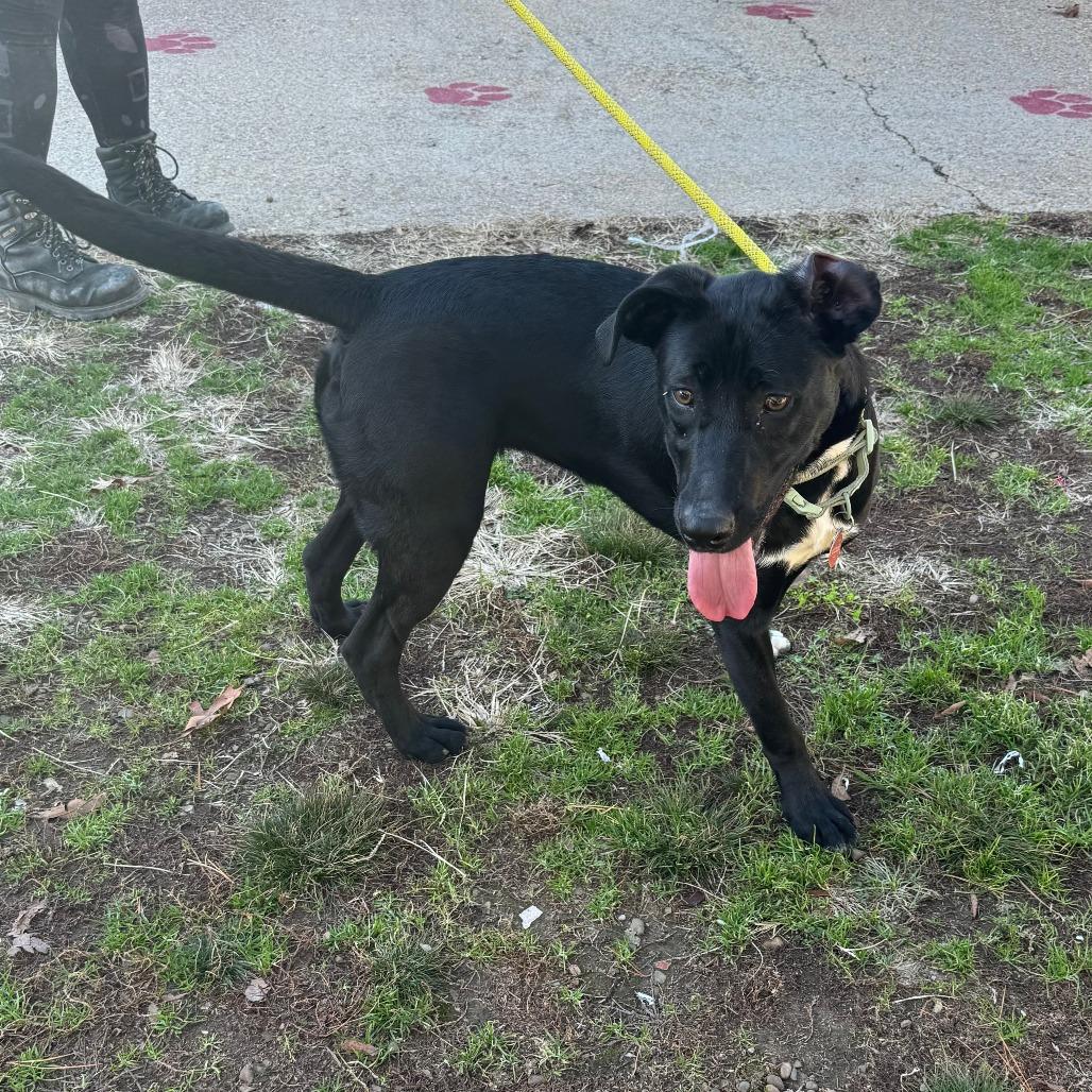 Enlarge Tootsie, a Adoptable mixed breed in Eureka Springs, AR image 2/6