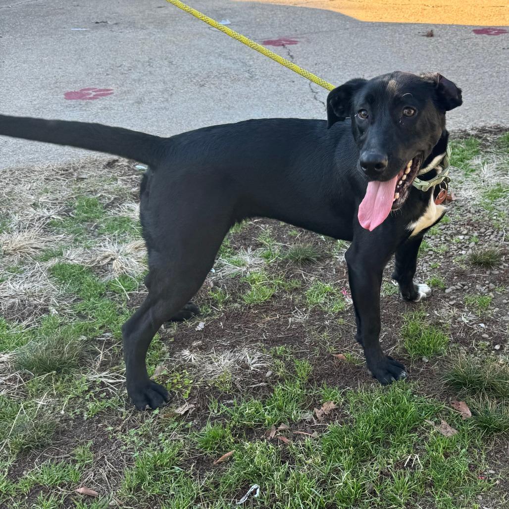 Enlarge Tootsie, a Adoptable mixed breed in Eureka Springs, AR image 4/6