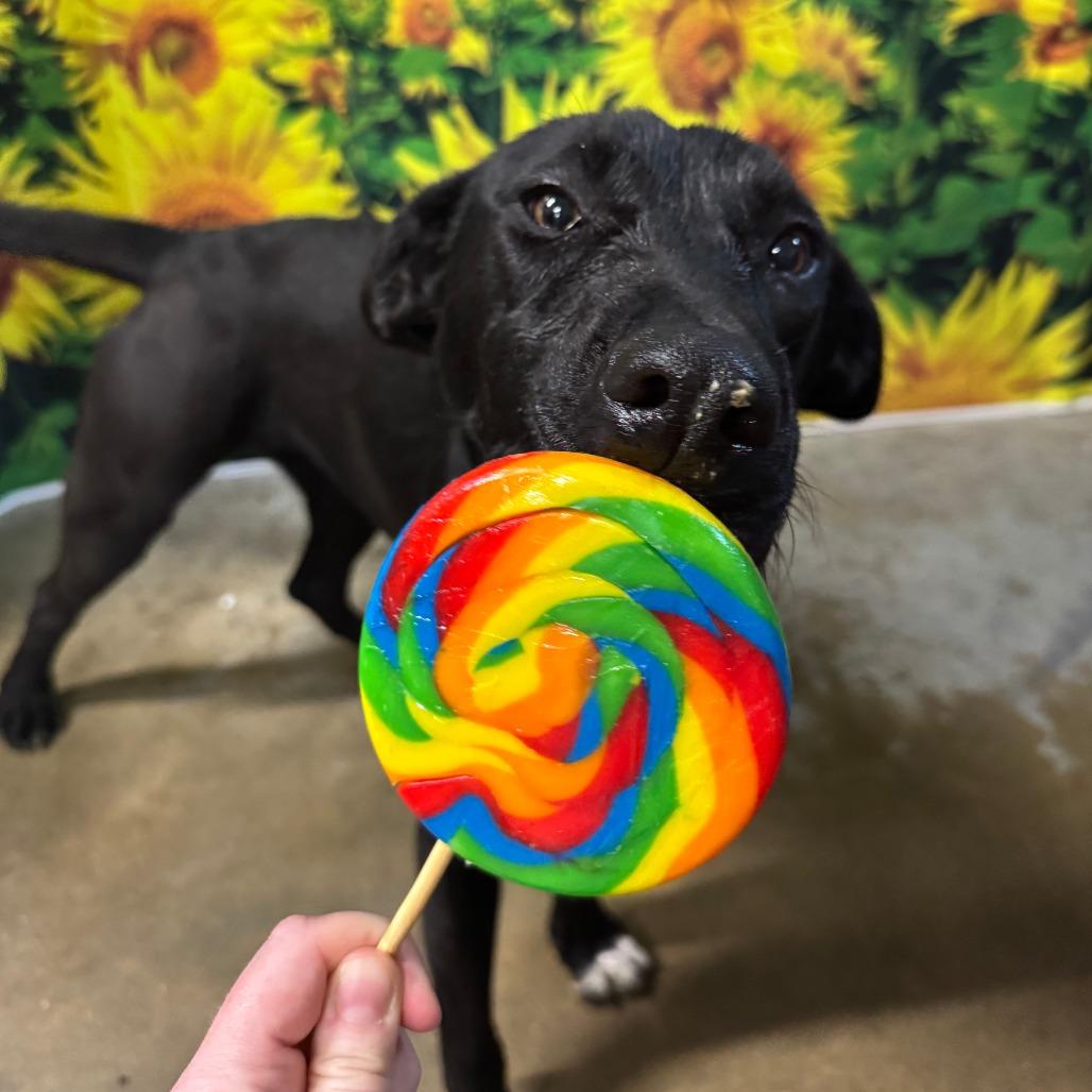 Enlarge Tootsie, a Adoptable mixed breed in Eureka Springs, AR image 5/6