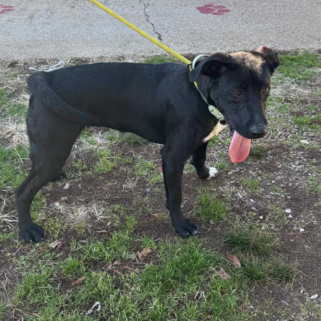 Enlarge Tootsie, a Adoptable mixed breed in Eureka Springs, AR image 6/6