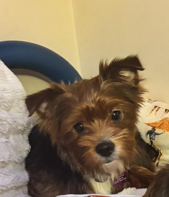 Rusty, adopted, Young Male Yorkshire Terrier.