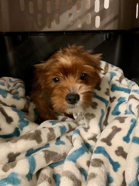 Enlarge Rusty, an adopted mixed breed in Williamsburg, VA image 5/6