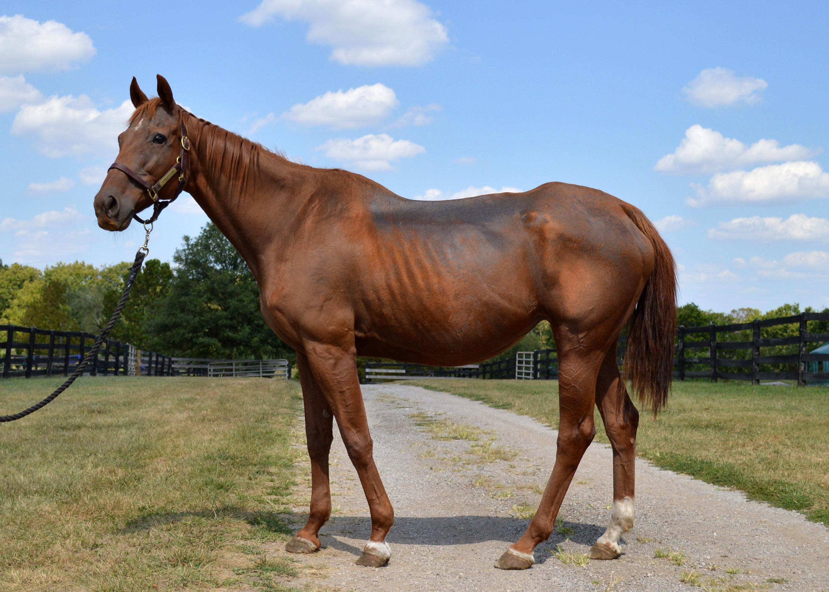 Forever Candy, ADOPTABLE, Adult Female Thoroughbred.