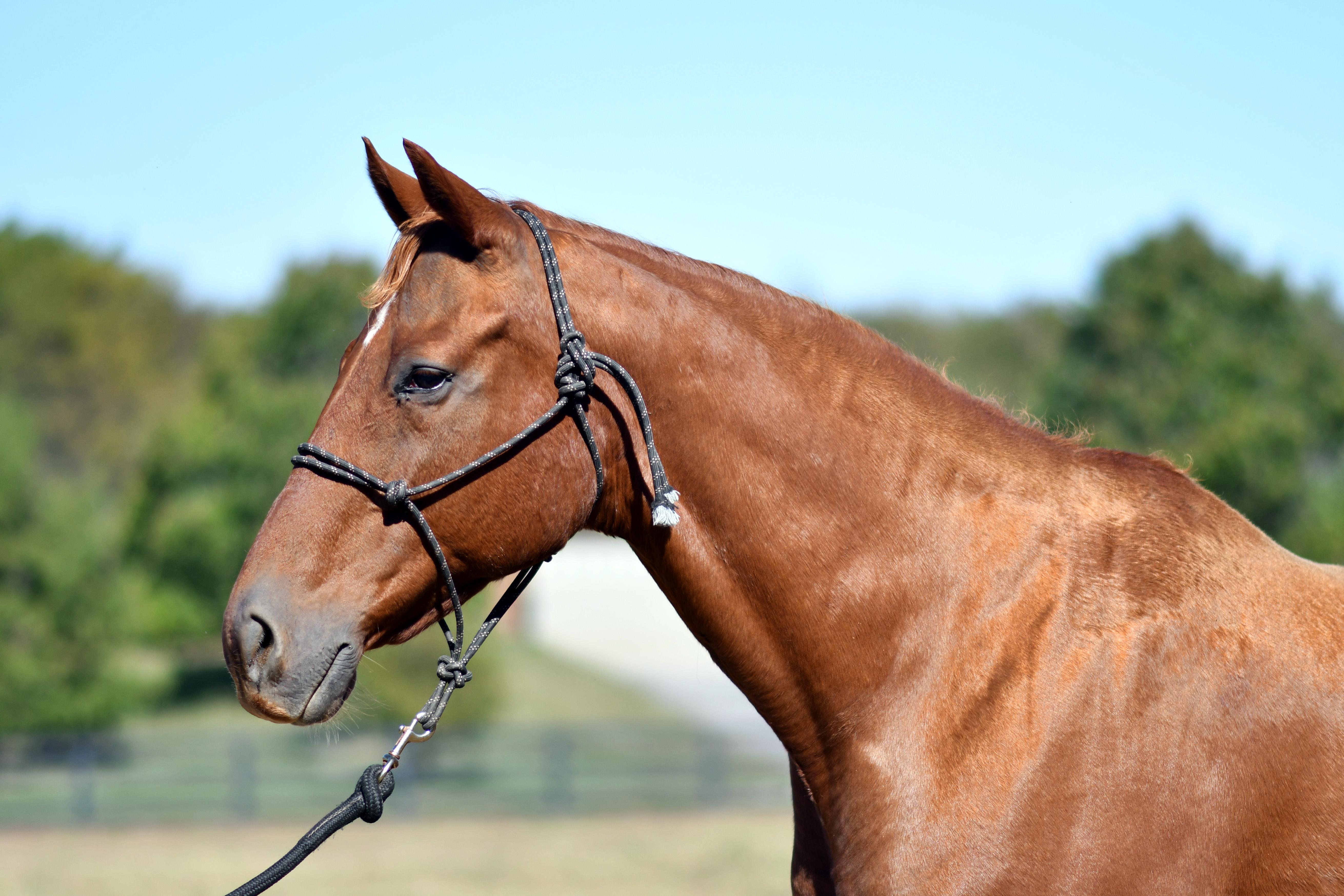 Enlarge Forever Candy, a Adoptable Thoroughbred in Nicholasville, KY image 3/5