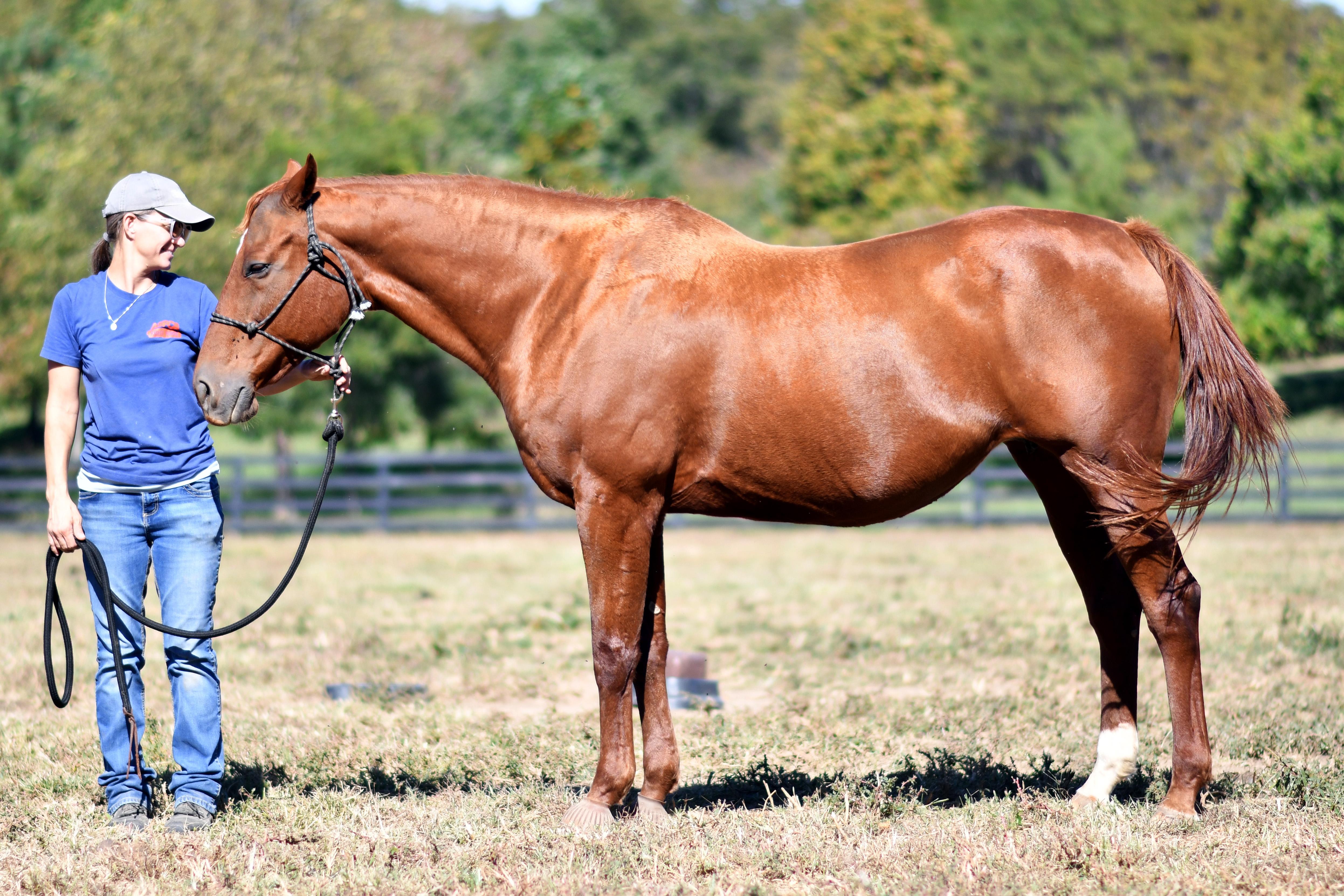 Enlarge Forever Candy, a Adoptable Thoroughbred in Nicholasville, KY image 2/5