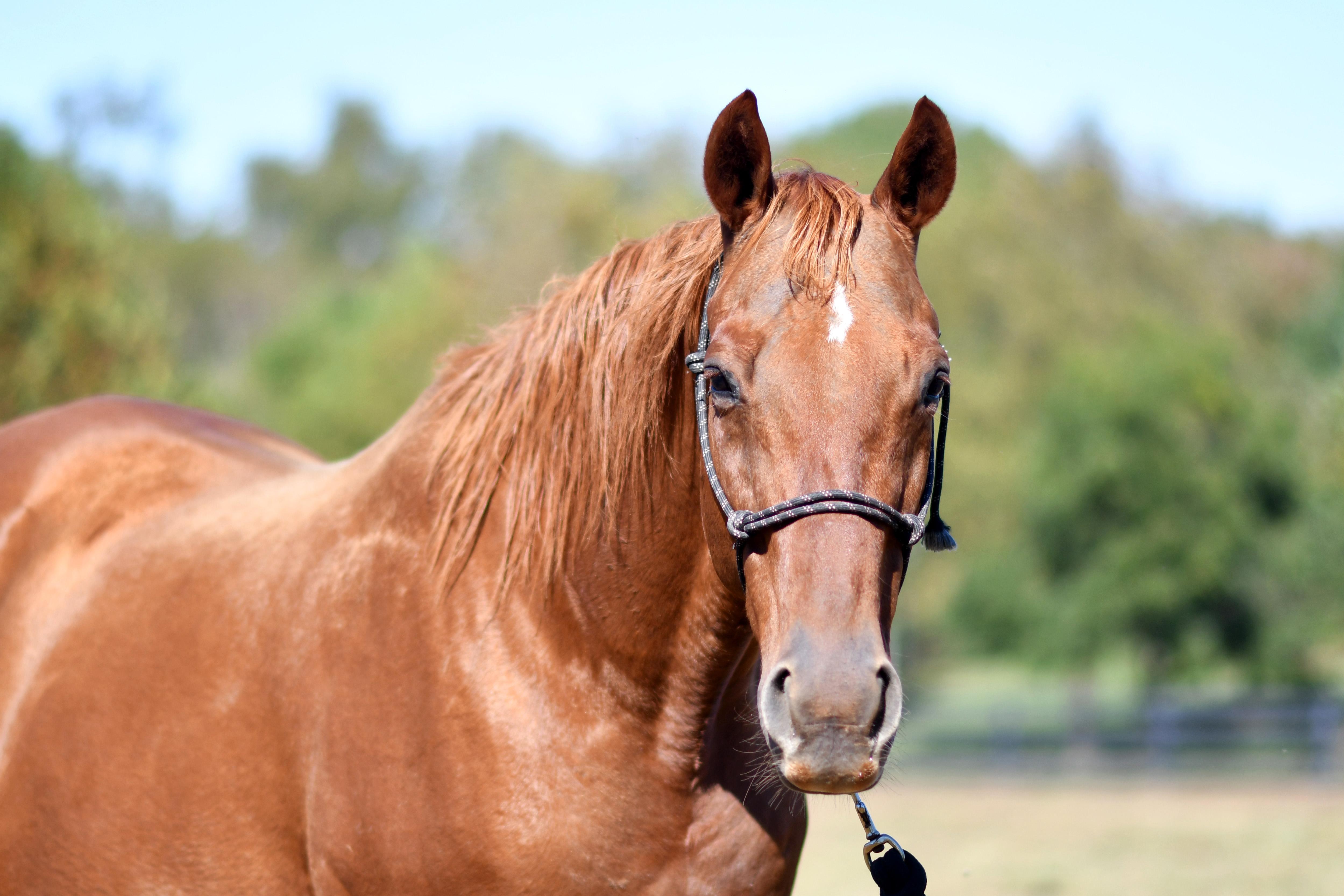 Enlarge Forever Candy, a Adoptable Thoroughbred in Nicholasville, KY image 4/5
