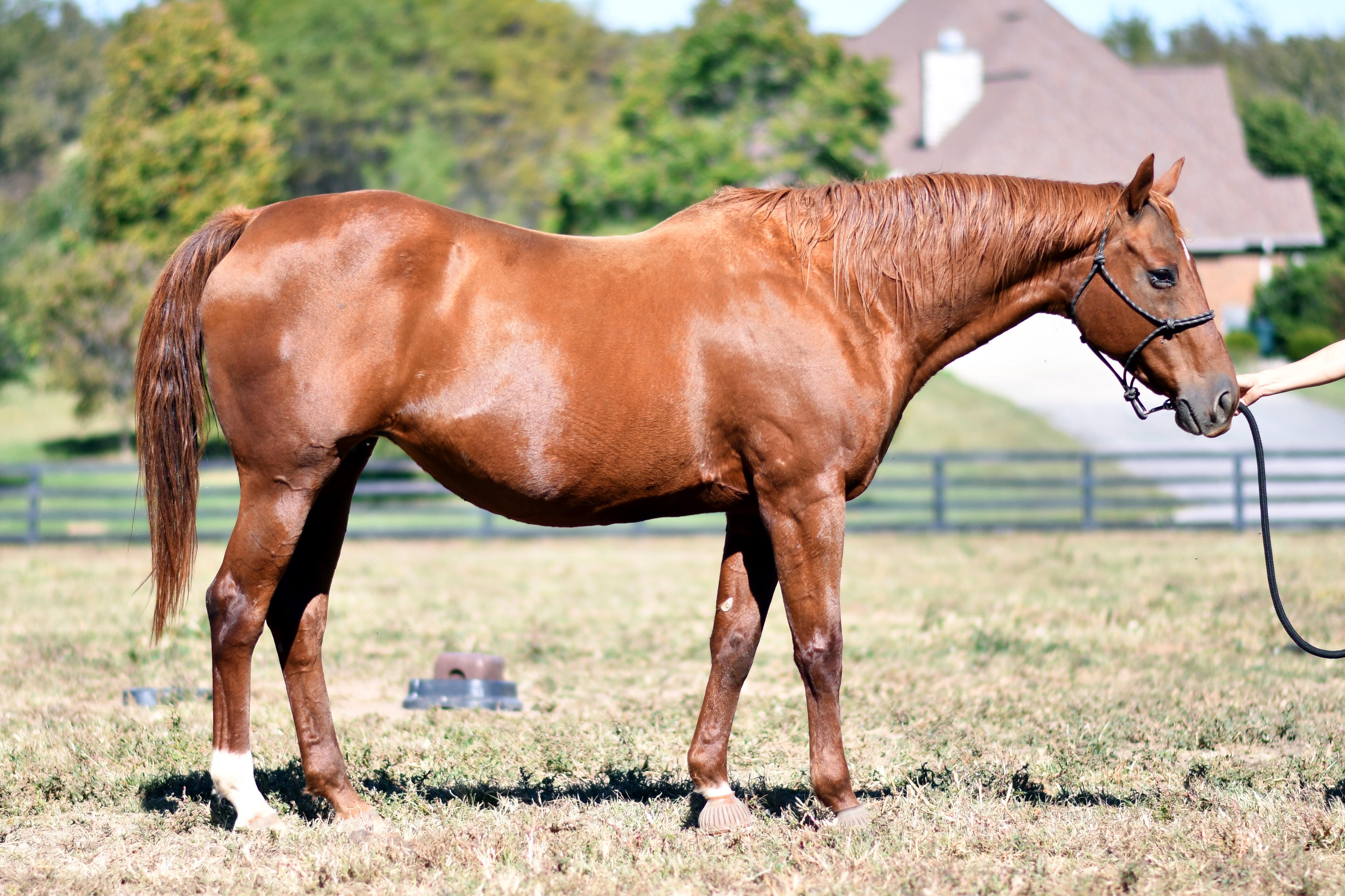 Enlarge Forever Candy, a Adoptable Thoroughbred in Nicholasville, KY image 1/5