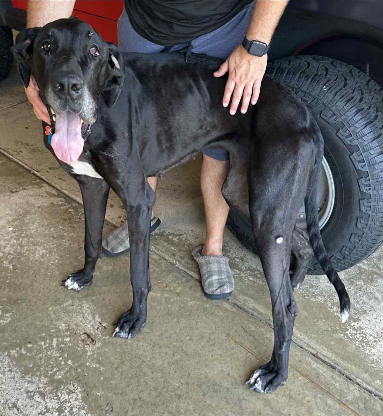 Dana, Adoptable, Adult Female Great Dane.