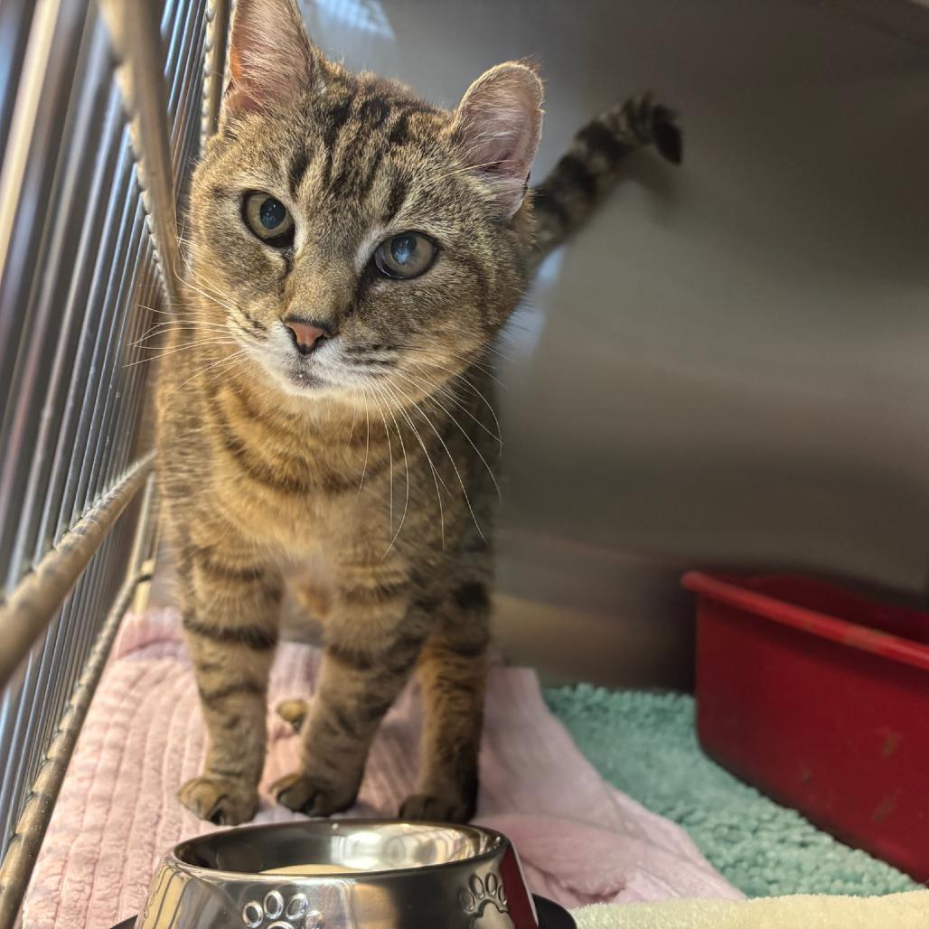 Bodega, Adoptable, Senior Female Domestic Short Hair.