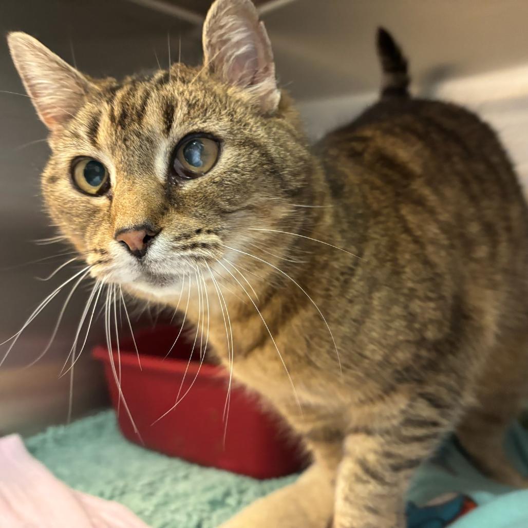 Enlarge Bodega, a Adoptable Domestic Short Hair in Hopewell, VA image 2/4