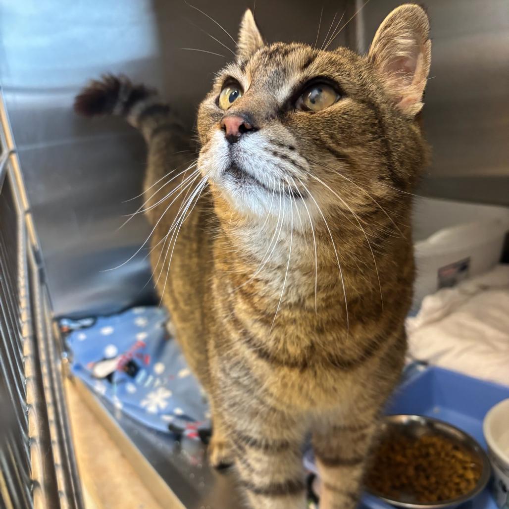 Enlarge Bodega, a Adoptable Domestic Short Hair in Hopewell, VA image 3/4