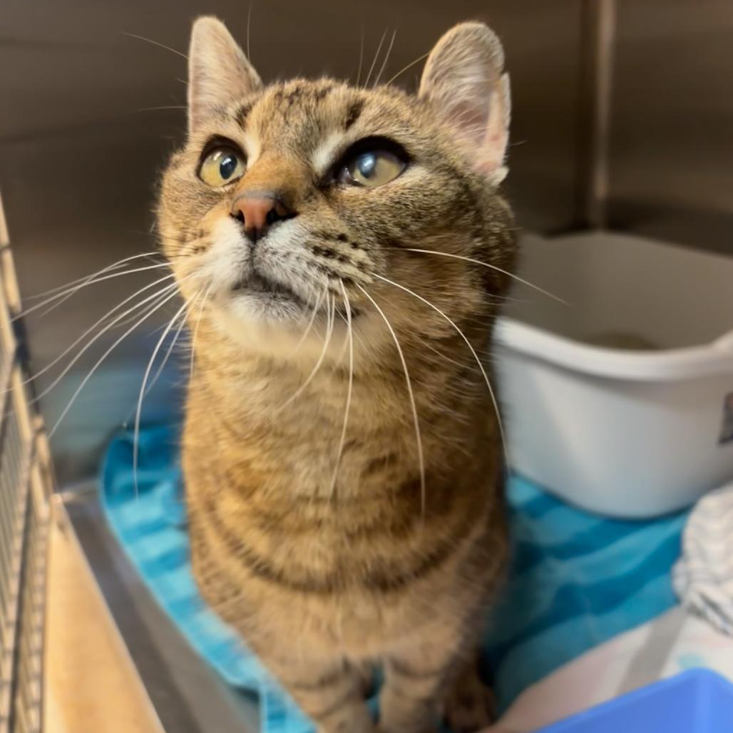 Enlarge Bodega, a Adoptable Domestic Short Hair in Hopewell, VA image 4/4