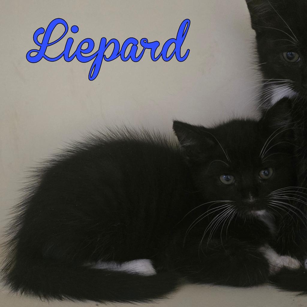 Liepard, a Adoptable Domestic Short Hair in Hillsboro, OH image 1/2