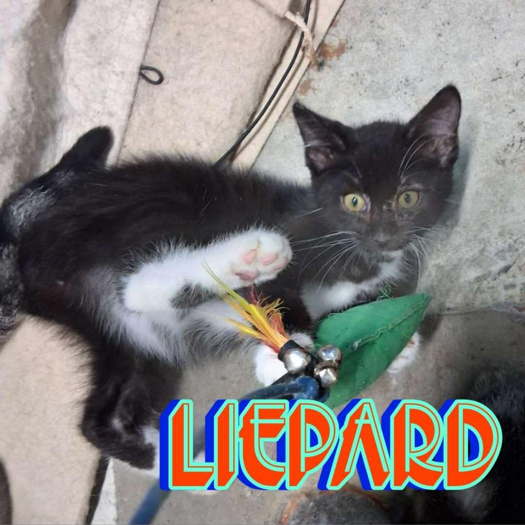 Liepard, a Adoptable Domestic Short Hair in Hillsboro, OH image 2/2