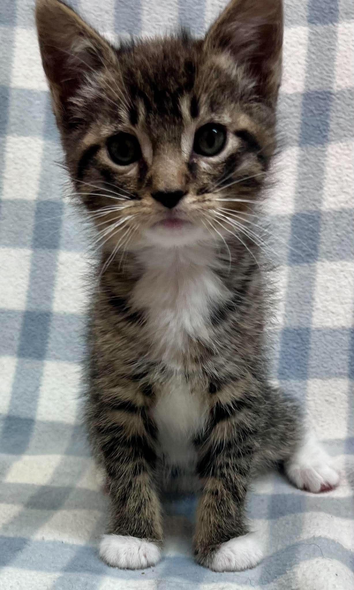 Quarter, an adopted Domestic Short Hair in Alexandria, MN image 2/3