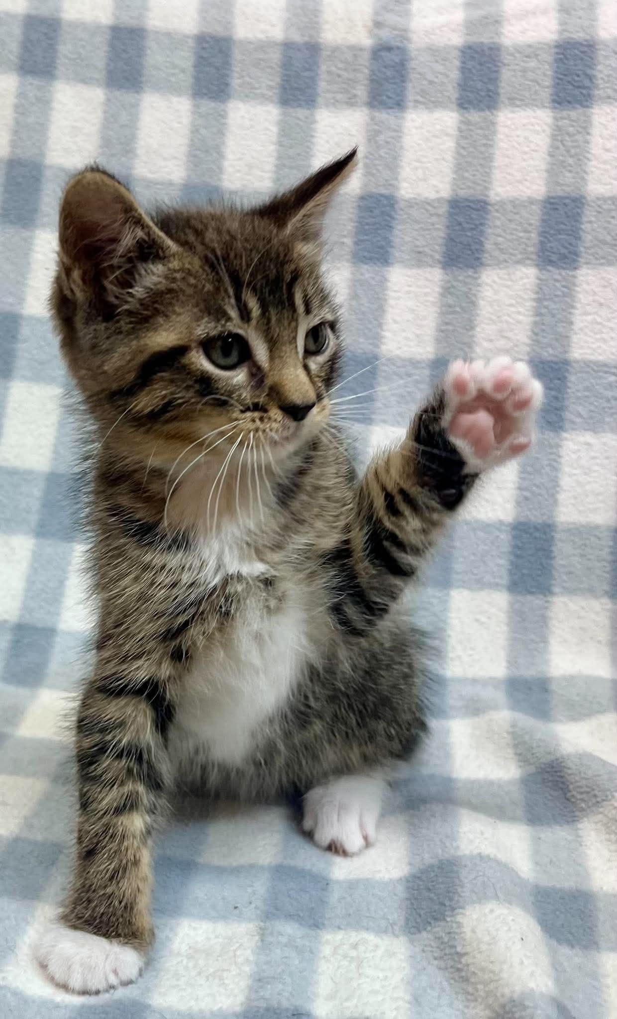 Quarter, an adopted Domestic Short Hair in Alexandria, MN image 3/3