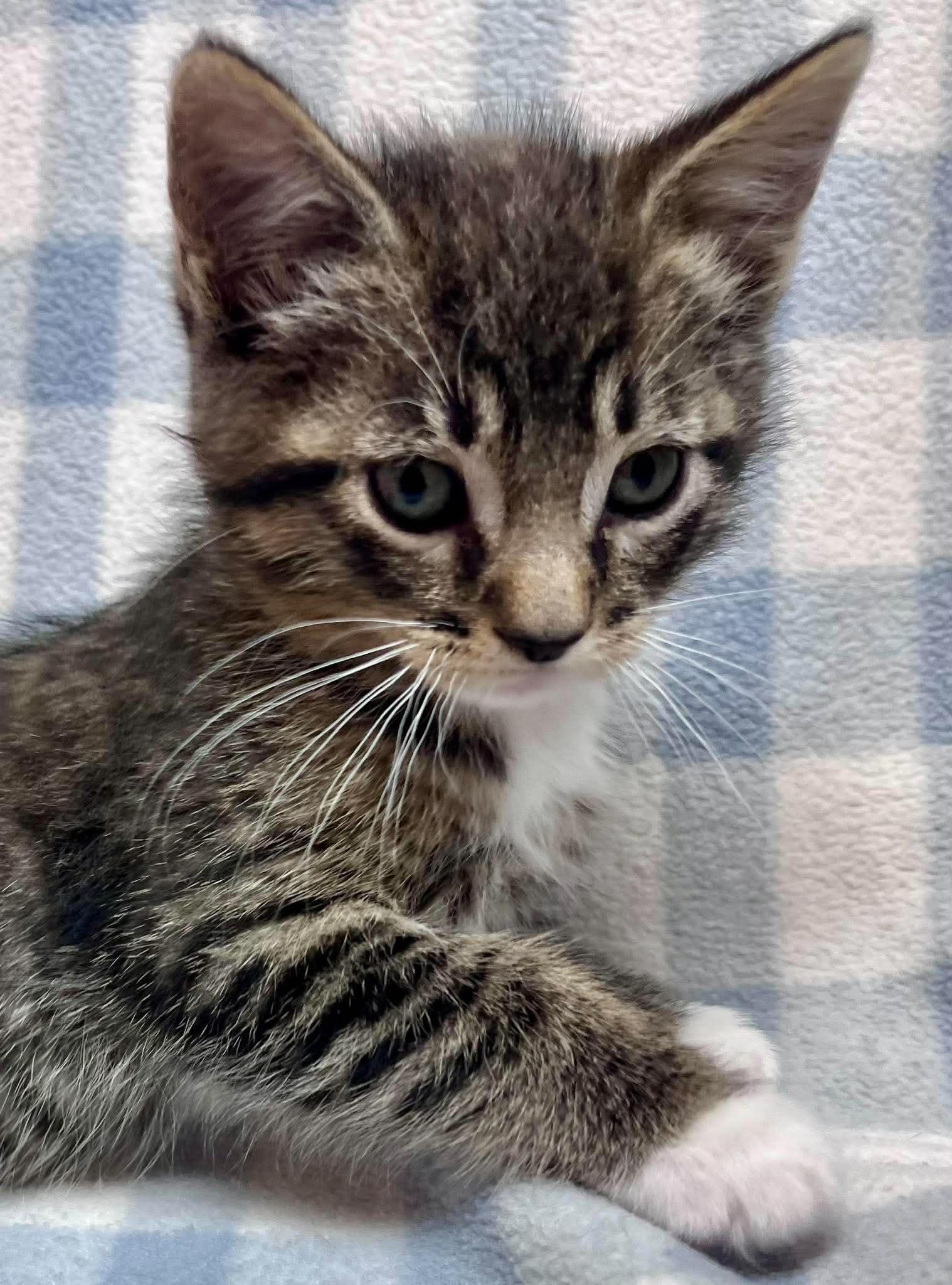 Quarter, an adopted Domestic Short Hair in Alexandria, MN image 1/3