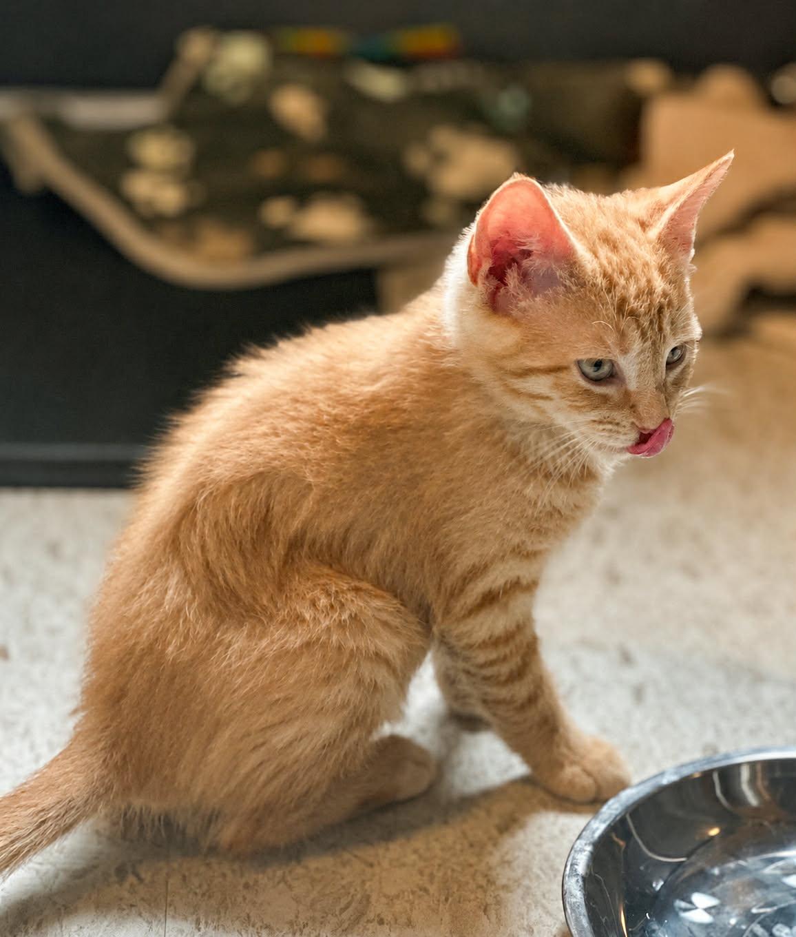 Enlarge Honey Bear, a Adoptable Domestic Short Hair in Mullica Hill, NJ image 3/3