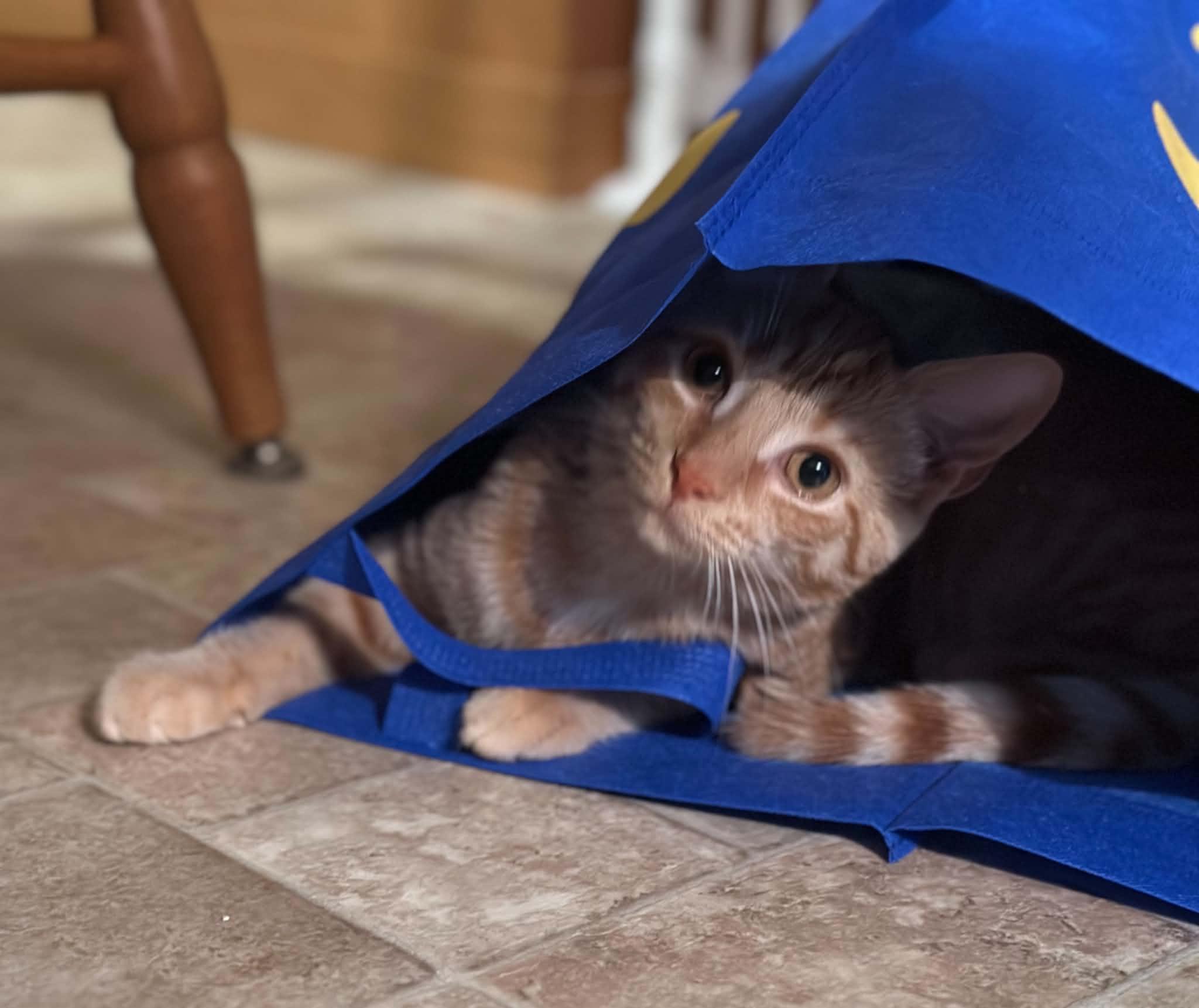 Enlarge Honey Bear, a Adoptable Domestic Short Hair in Mullica Hill, NJ image 2/3