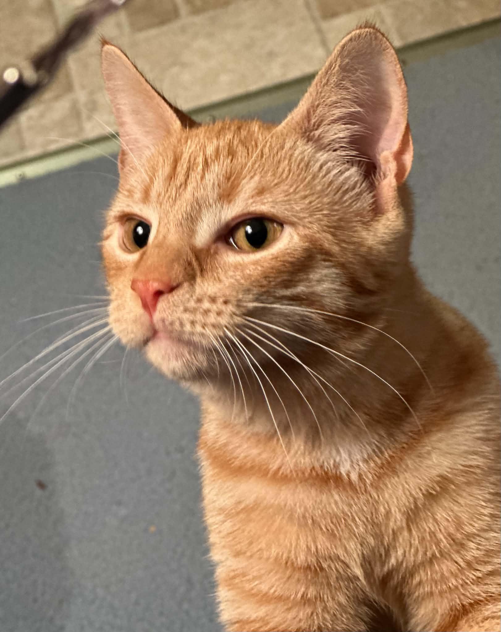 Enlarge Honey Bear, a Adoptable Domestic Short Hair in Mullica Hill, NJ image 3/3