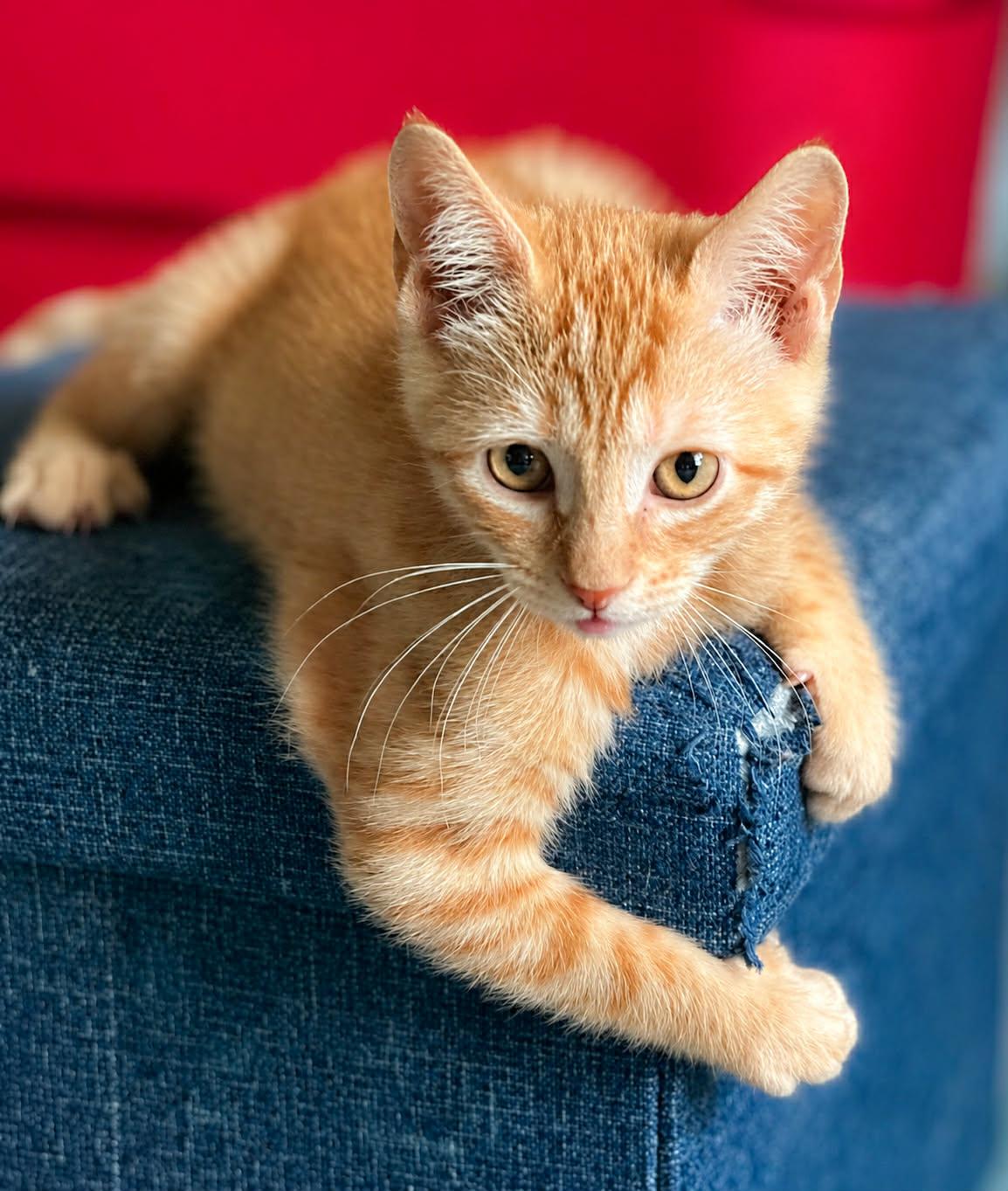 Enlarge Honey Bear, a Adoptable Domestic Short Hair in Mullica Hill, NJ image 2/3