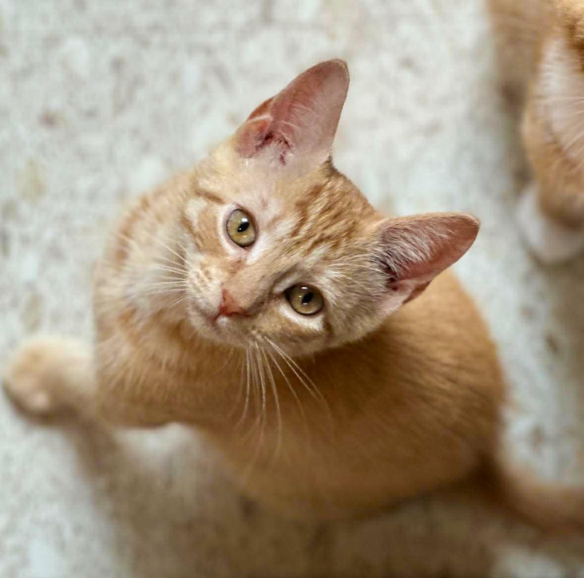 Honey Bear, Adoptable, Kitten Female Domestic Short Hair.