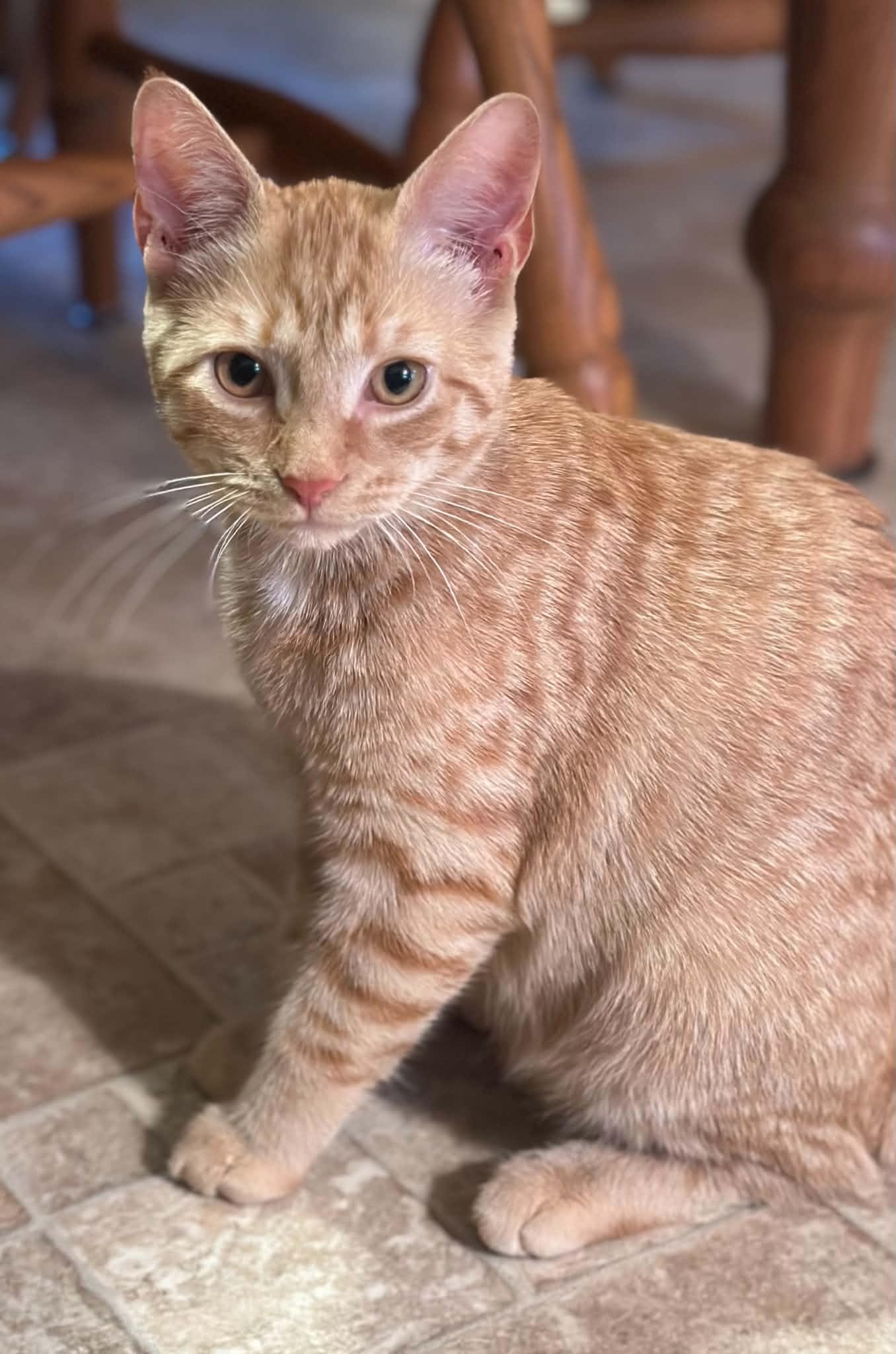 Honey Bear, Adoptable, Kitten Female Domestic Short Hair.