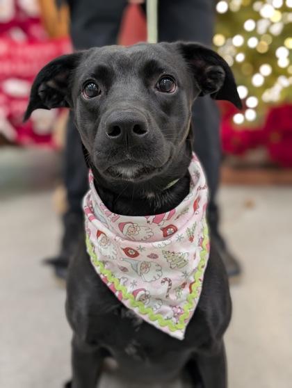 McKinna, Adoptable, Adult Female Terrier & Mixed Breed.