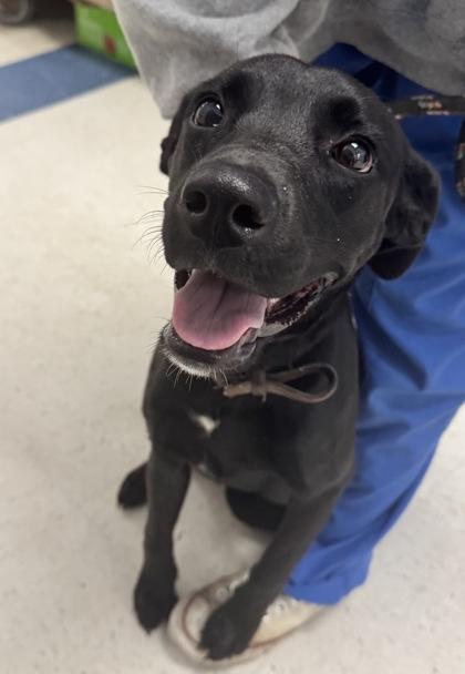 Enlarge McKinna, a Adoptable mixed breed in Gulfport, MS image 2/2