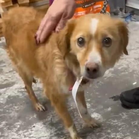 Enlarge CINDY, a ADOPTABLE mixed breed in Marana, AZ image 3/3