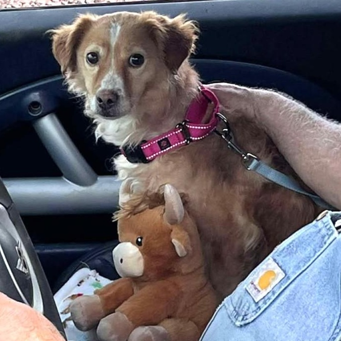 Enlarge CINDY, a ADOPTABLE mixed breed in Marana, AZ image 2/3