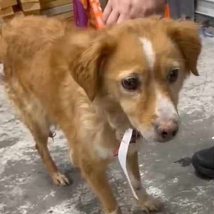 Enlarge CINDY, a ADOPTABLE mixed breed in Marana, AZ image 1/3