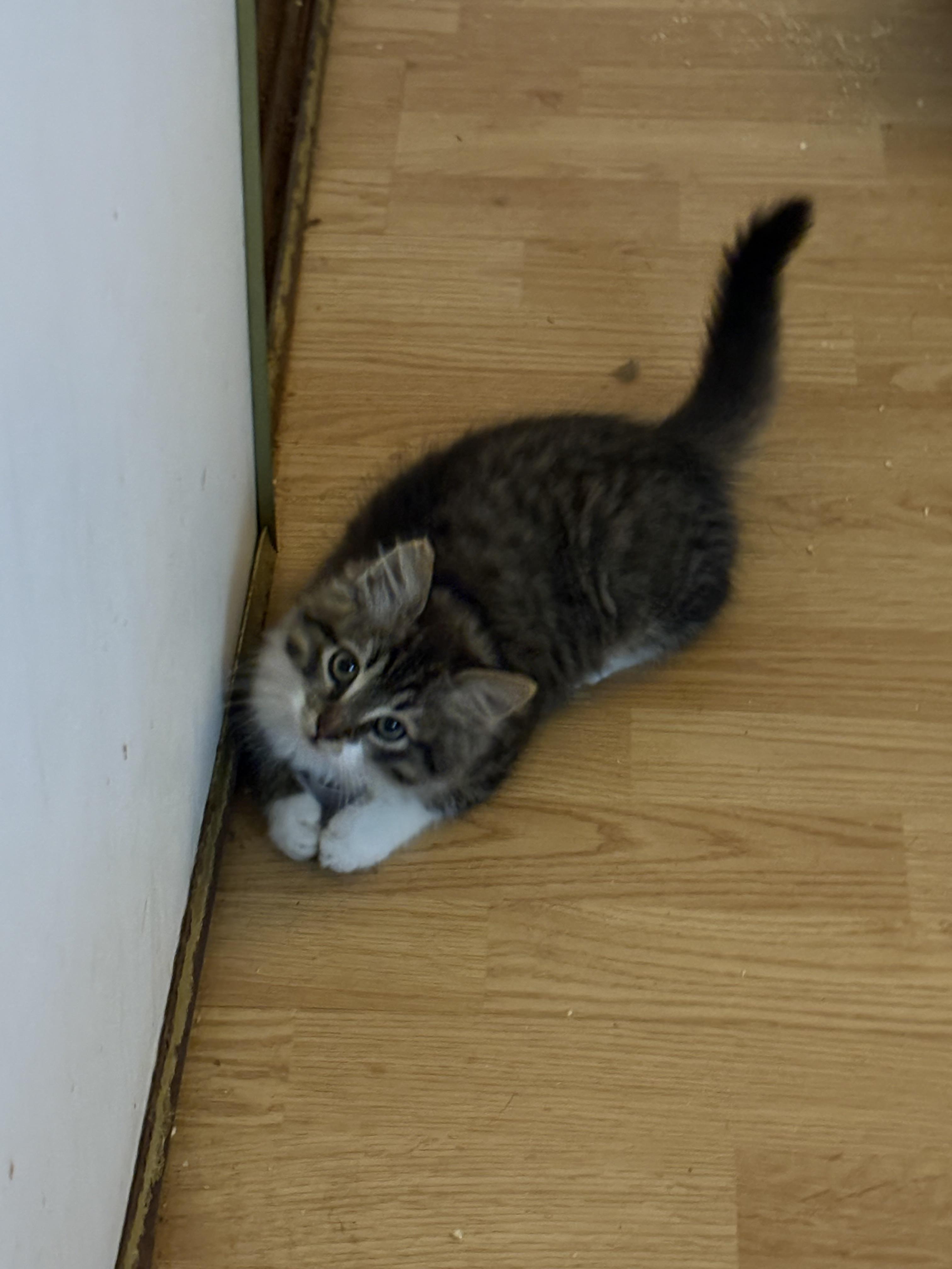 Enlarge Lorenzo, a Adopted Domestic Medium Hair in Hayward, CA image 1/6