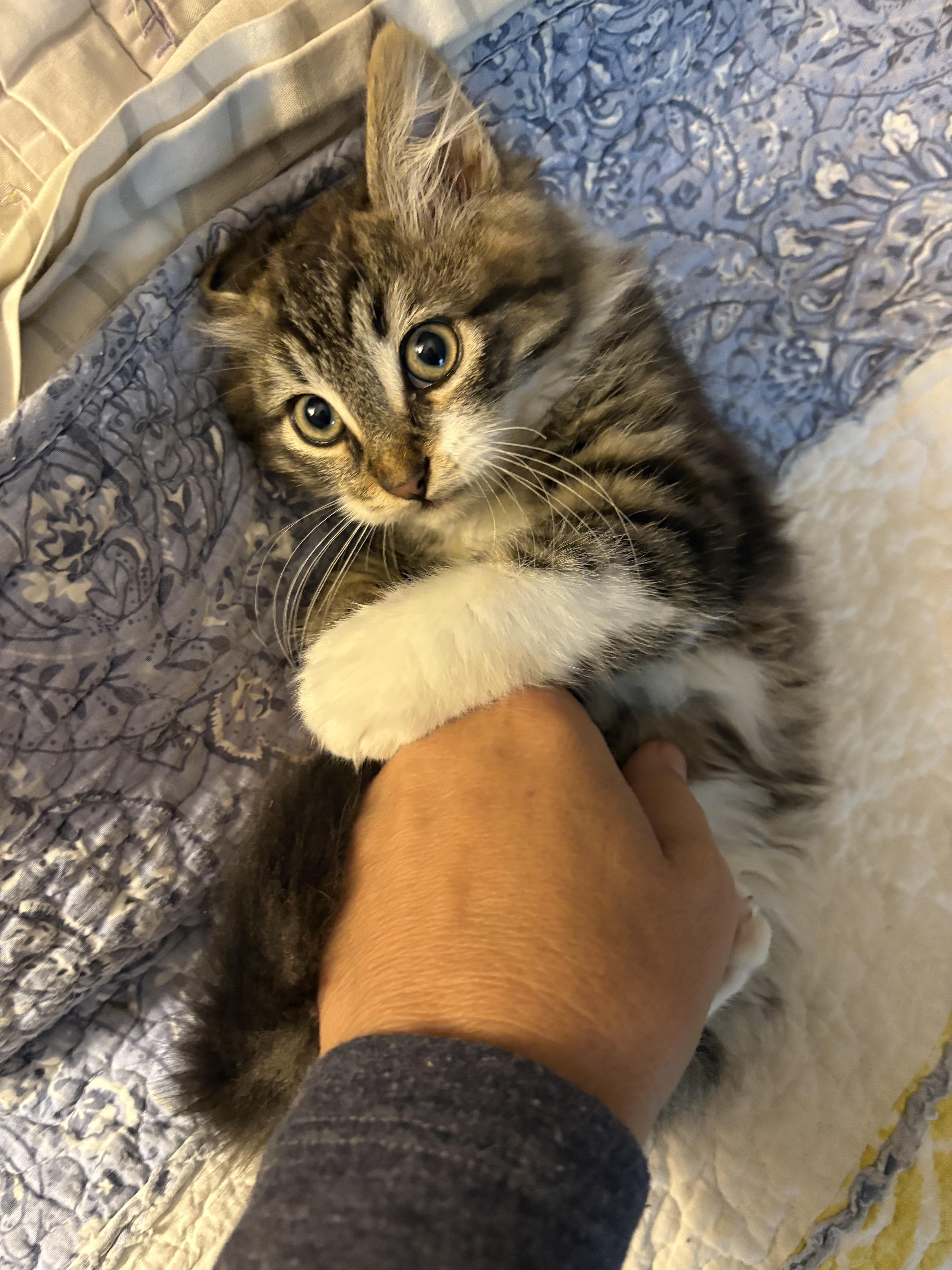 Enlarge Lorenzo, a Adopted Domestic Medium Hair in Hayward, CA image 2/6