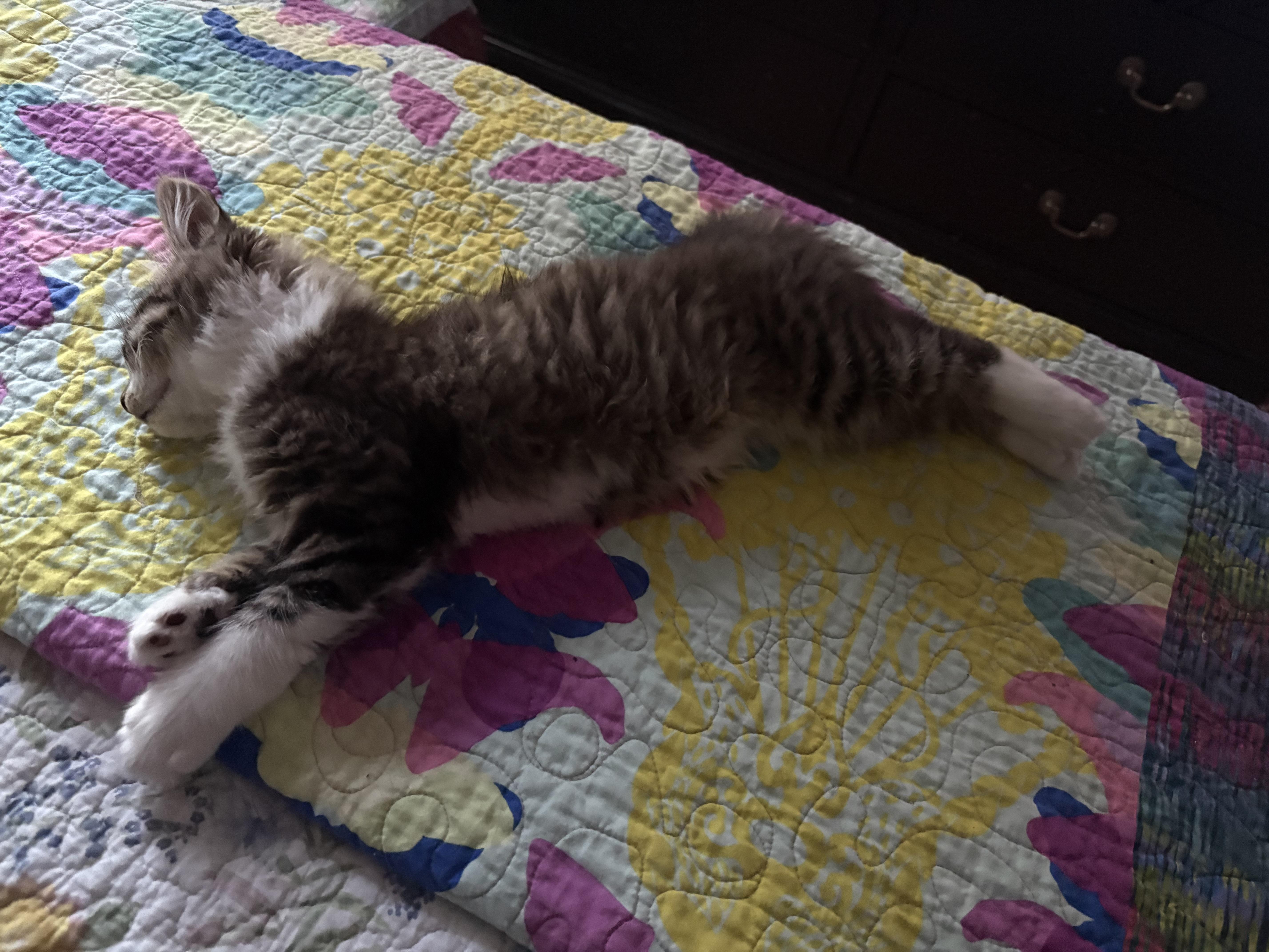 Enlarge Lorenzo, a Adopted Domestic Medium Hair in Hayward, CA image 4/6