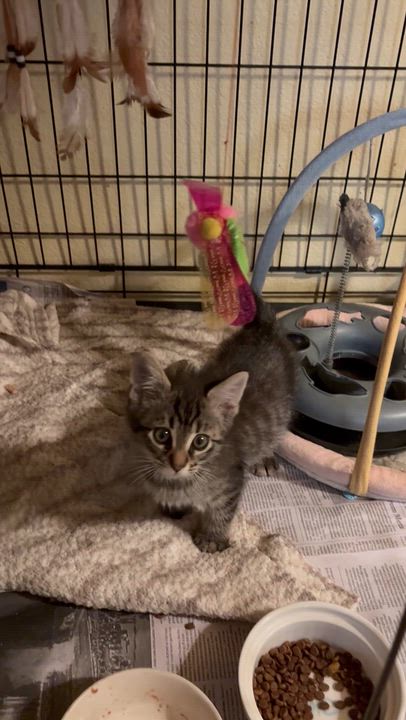 Enlarge Lorenzo, a Adopted Domestic Medium Hair in Hayward, CA video 6/6