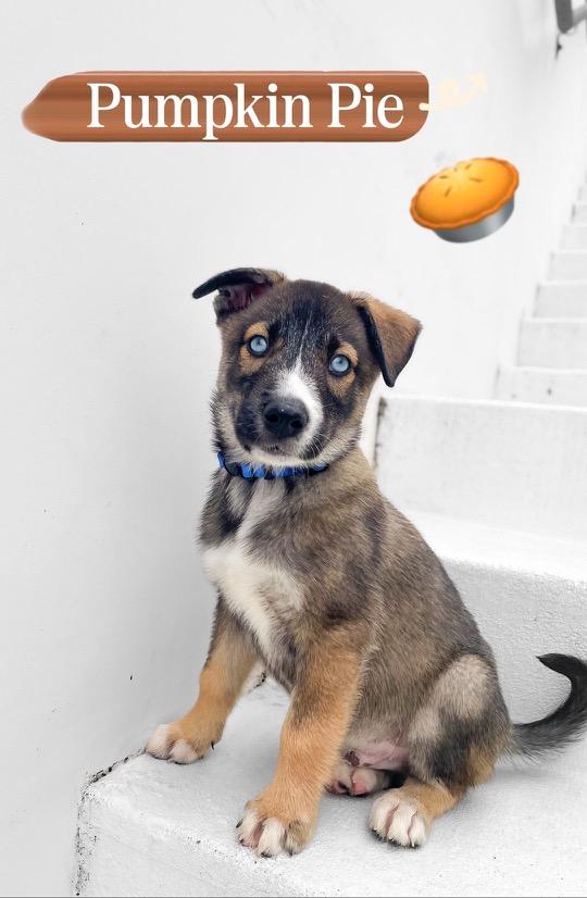 Enlarge Pumpkin Pie, a Adopted mixed breed in Los Angeles, CA image 1/2