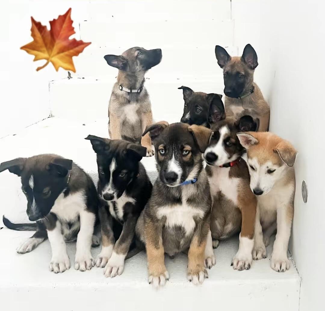 Enlarge Pumpkin Pie, a Adopted mixed breed in Los Angeles, CA image 2/2