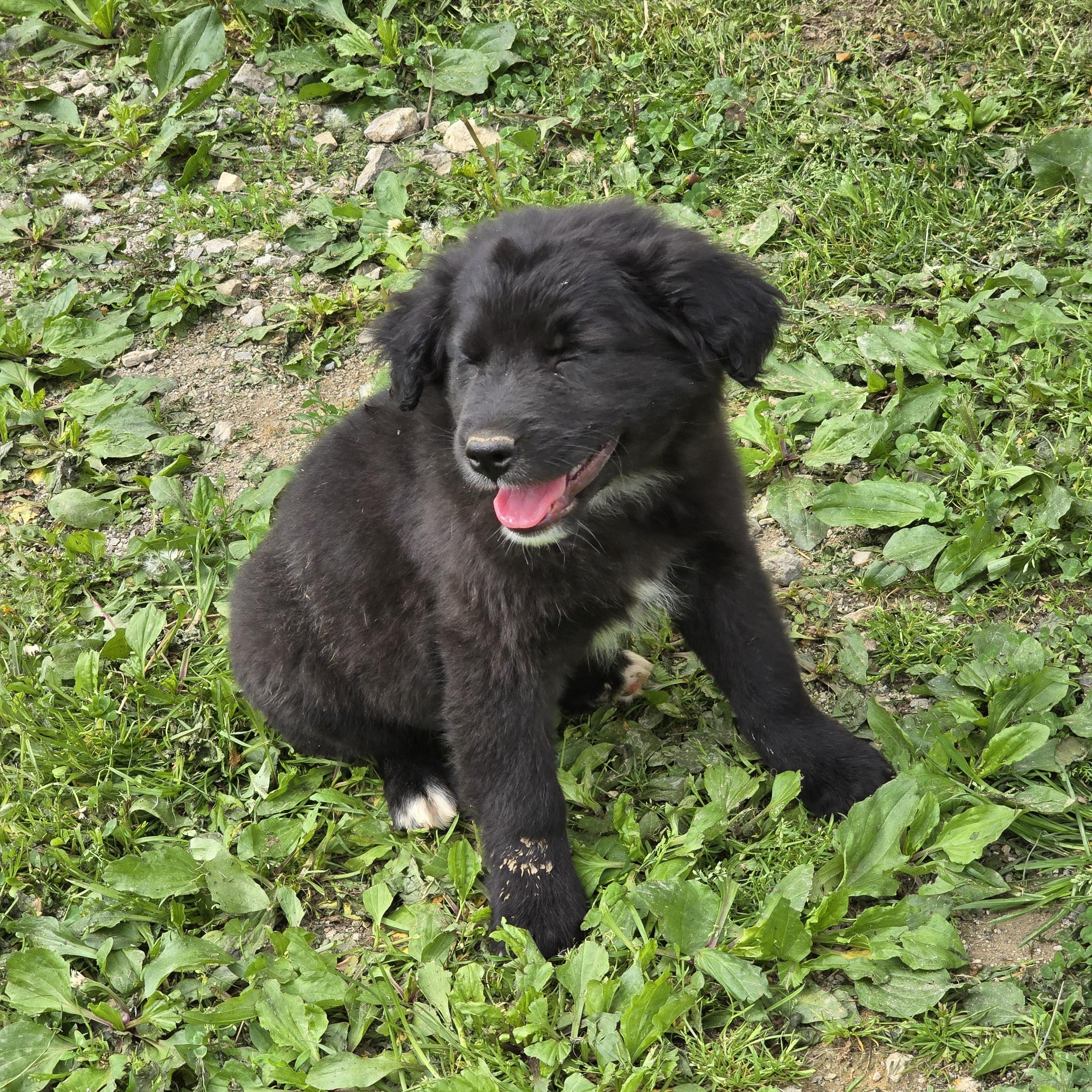 Enlarge Shotzy, an adopted Australian Shepherd in Zaleski, OH image 1/1