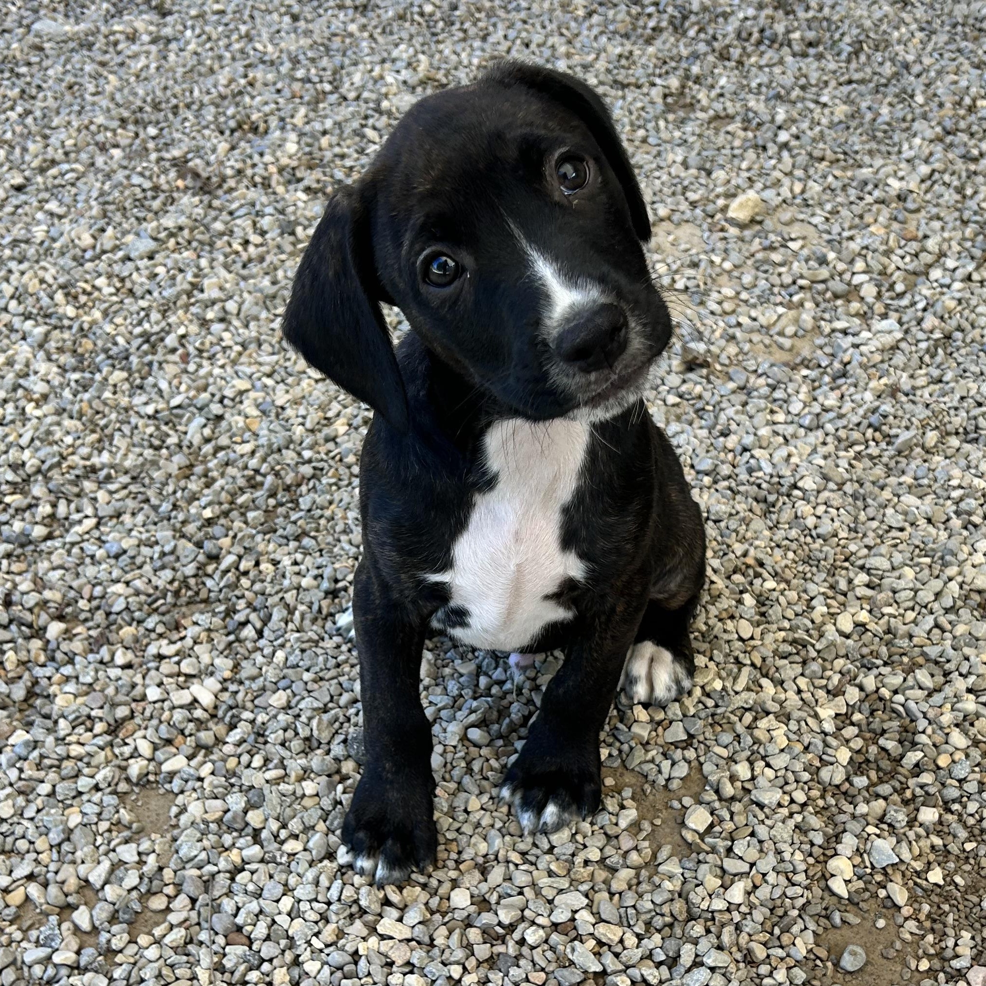 Enlarge .CHEWY, a Adopted mixed breed in Wilmington, OH image 1/6